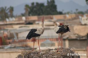 Cigognes  Marrakech