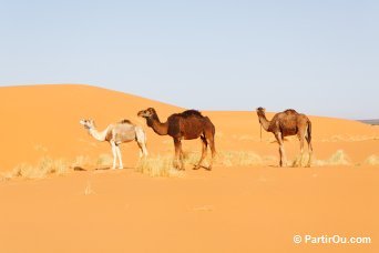 Dromadaires - Merzouga - Maroc