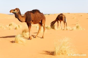 Dromadaires - Merzouga - Maroc