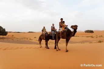 Dromadaires - Merzouga - Maroc