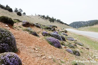 Moyen Atlas - Maroc