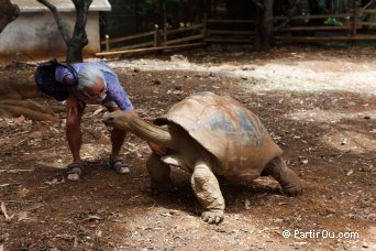 Tortues terrestres gantes - Maurice