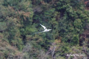 Paille-en-queue (ou Phaethon lepturus) - Maurice