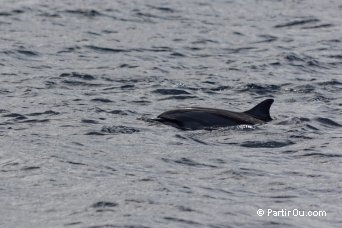 Dauphin dans la baie de Tamarin - Maurice