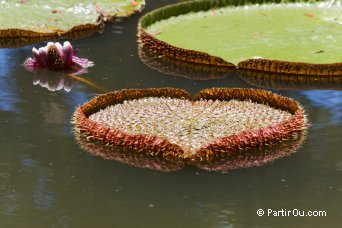 Nnuphars Victoria Regia - Jardin de Pamplemousses - Maurice