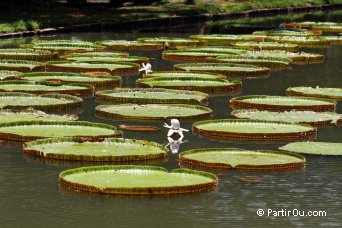 Nnuphars Victoria Regia - Jardin de Pamplemousses - Maurice