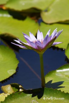 Lotus bleu (ou Nymphaea caerulea) - Jardin de Pamplemousses - Maurice