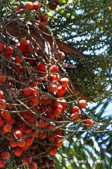 Fruits de palmier - Jardin de Pamplemousses - Maurice