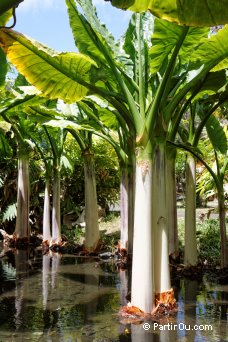 Bananier aquatique (ou Typhonodorum lindleyanum) - Jardin de Pamplemousses - Maurice
