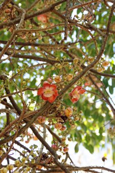 Boulet de canon (ou Couroupita guianensis) - Jardin de Pamplemousses - Maurice