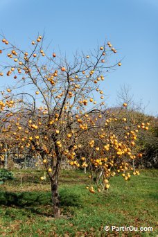 Un plaqueminier rempli de kakis vu au Montngro