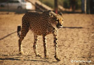 Gupard en Namibie