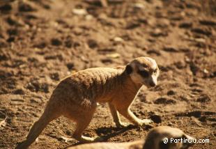 Suricate en Namibie