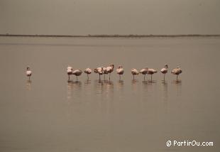 Flamants roses  Walvis Bay