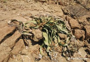 Welwitschias Mirabilis