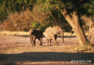 Elphants de Namanie