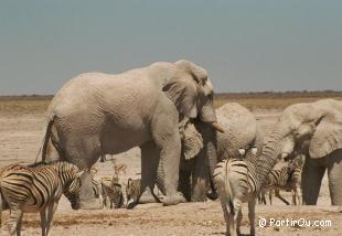 Elphants et Zbres  Etosha