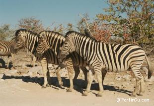 Zbre - Etosha - Namibie