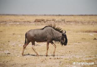 rgions intrieures de Namibie