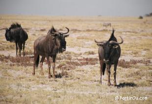 Gnou  queue noire - Etosha - Namibie