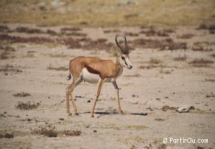 Springbok - Etosha - Namibie