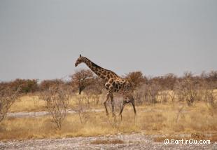 Girafe - Etosha - Namibie