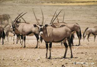 Oryx - Etosha - Namibie
