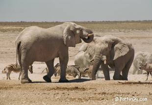 Éléphant d'Afrique - Etosha - Namibie