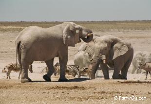 lphant d'Afrique - Etosha - Namibie