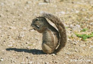 cureuil fouisseur - Etosha - Namibie