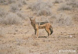 Chacal  chabraque - Etosha - Namibie