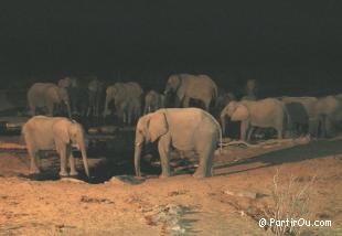 Elphants au point d'eau d'Halali - Etosha