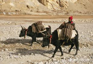 Trek de Jomsom, Katmandou et Chitwan - Npal