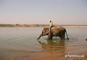 Eléphant au bord de la rivière - Sauraha