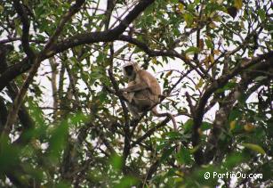 Entelle au Parc national de Chitwan