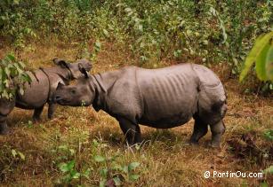 Rhinocéros du Népal