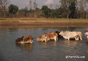 Vaches du Népal