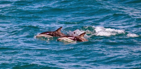 Dauphins obscurs  Kaikoura - Nouvelle-Zlande