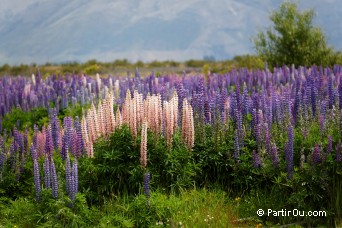 Lupins - Nouvelle-Zlande