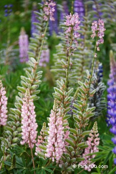 Lupins - Nouvelle-Zlande