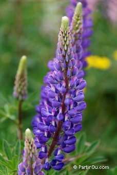 Lupins - Nouvelle-Zlande