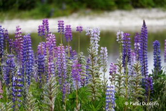 Lupins - Nouvelle-Zlande