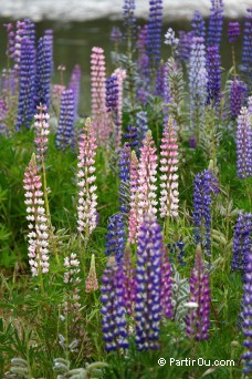 Lupins - Nouvelle-Zlande