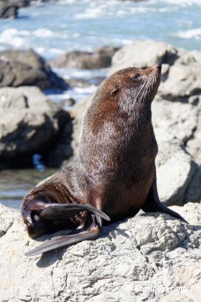 Otaries  fourrure - Paparoa Point - Nouvelle-Zlande