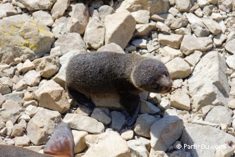 Otaries  fourrure - Paparoa Point - Nouvelle-Zlande