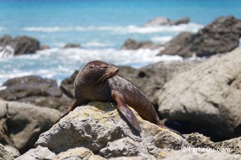 Otaries  fourrure - Paparoa Point - Nouvelle-Zlande