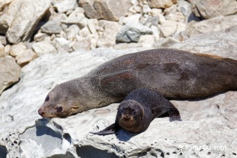 Otaries  fourrure - Ohau Point - Nouvelle-Zlande