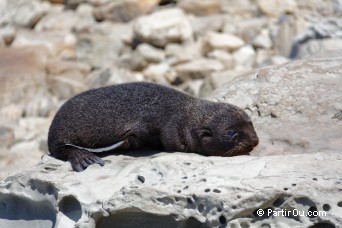 Otaries  fourrure - Ohau Point - Nouvelle-Zlande