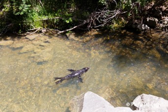 Otaries  fourrure - Ohau Stream Walk - Nouvelle-Zlande