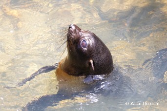 Otaries  fourrure - Ohau Stream Walk - Nouvelle-Zlande